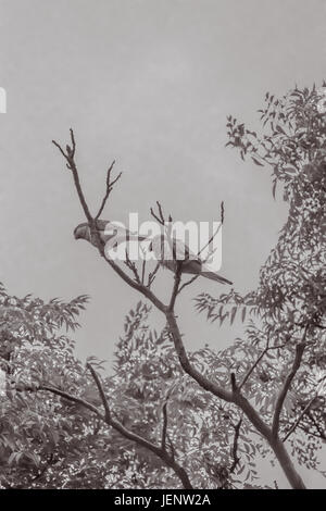 Coppia di pappagalli in cima a un albero Foto Stock