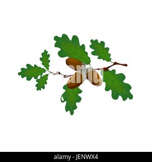 Verde ramo di quercia con ghiande. Disegno volumetrico senza una maglia e un gradiente. Isolato su sfondo bianco. illustrazione Illustrazione Vettoriale