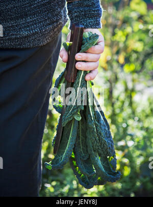 Man mano che tiene il coltello e il cavolo verde Foto Stock