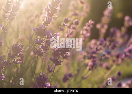 Lavanda in fiore Morbida in luce della sera Foto Stock