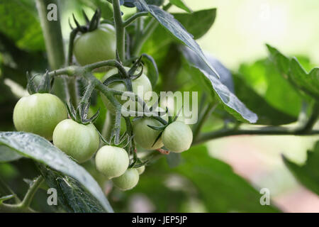 Organico verde pomodori ciliegia crescente sui tralci. Estrema profondità di campo con il fuoco selettivo. Foto Stock