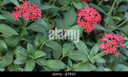 Stelle egiziano Pentas Cluster con velluto texture fuzzy alla Florida Giardini Botanici in Largo, Florida, Stati Uniti d'America Foto Stock