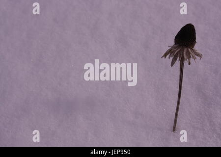 Fiore morto nella neve fredda. Foto Stock