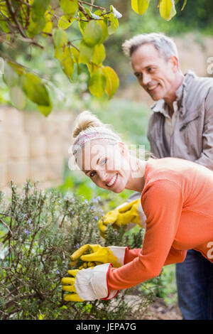 Carino coppia la raccolta di erbe aromatiche Foto Stock