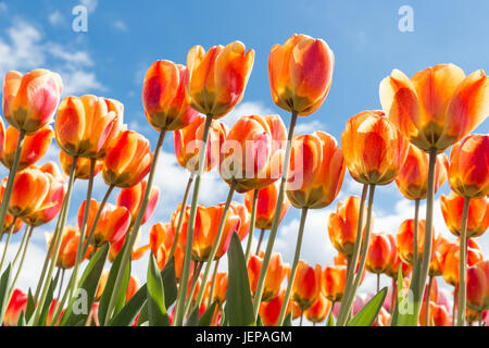 Vista dal basso del trasparente arancione e tulipani gialli con cielo blu sullo sfondo Foto Stock