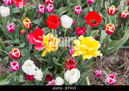 Vista superiore della bella varicolored tulipani nel campo olandese Foto Stock