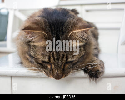 Un sgombro tabby Munchkin cat con i capelli lunghi e piedi feathared Foto Stock