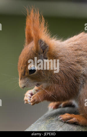 Captive Eurasian Red scoiattolo (Sciurus vulgaris) seduto sul corrimano in legno mangiando dadi all'Briitish Centro faunistico, Newchapel, Lingfield, Surrey, Regno Unito. Foto Stock