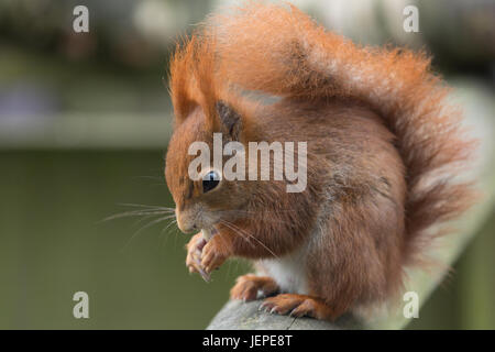Captive Eurasian Red scoiattolo (Sciurus vulgaris) seduto sul corrimano in legno mangiando dadi all'Briitish Centro faunistico, Newchapel, Lingfield, Surrey, Regno Unito Foto Stock