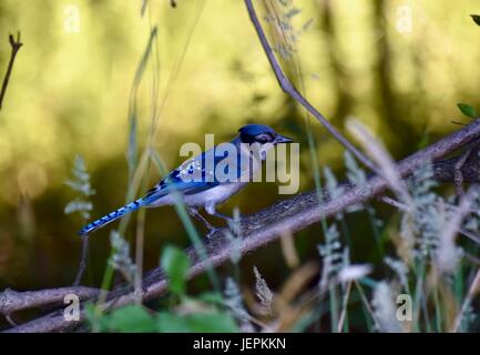 Blue Jay (Cyanocitta cristata) appollaiato su un ramo Foto Stock