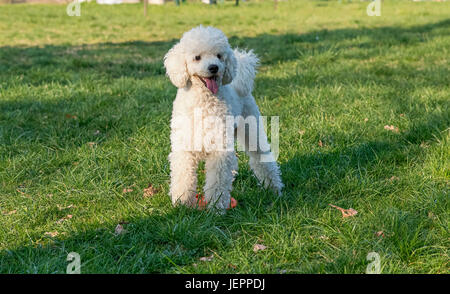 Bellissimo cane bianco giocando sull'erba Foto Stock