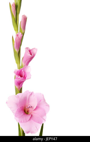 Vuoto di carta di congratulazioni. Gladiolus fiori isolati su sfondo bianco Foto Stock