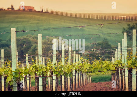 Paesaggio di vigneti in Toscana Foto Stock