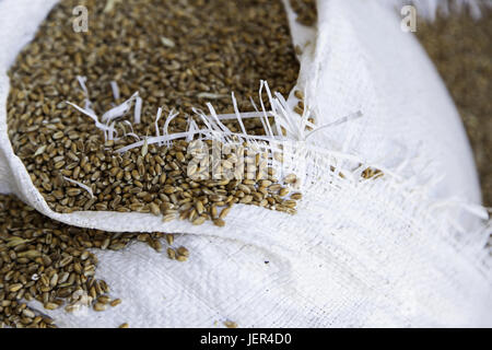 Dettaglio del grano cruda in un sacco di sparto, dettaglio di cereali secchi Foto Stock