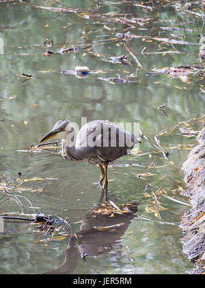 Un bambino airone cinerino (Ardea cinerea) in un pubblico Parco Lago Foto Stock