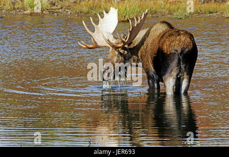 Elk, Alces alces nel Denali N.P., Alaska, Elch (Alces alces) im Denali N.P. - Alaska Foto Stock