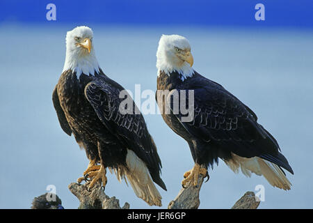 Testa bianca Lago Eagle, Haliaeetus leucoephalus, Weisskopfseeadler - Haliaeetus leucoephalus Foto Stock