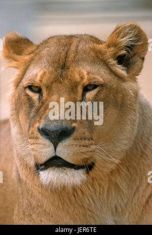 Lion Panthera leo, Löwe (Panthera leo) Foto Stock