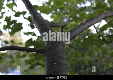 Immagine più scura della parte superiore di un albero. Essa dà un quadro molto stabilirsi ancora umore dim. Foto Stock