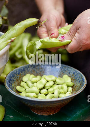 Mani shucking fagioli Foto Stock