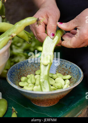 Mani shucking fagioli Foto Stock