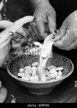 Mani shucking fagioli Foto Stock