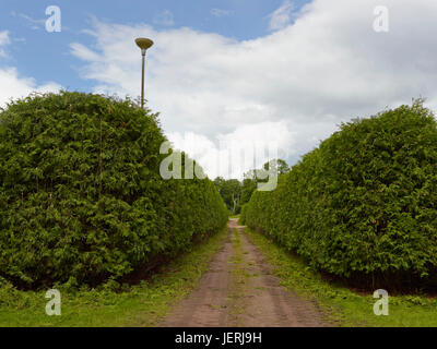 Hedge lungo la strada sterrata Foto Stock