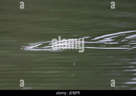 Biscia tassellata (Natrix tessellata) Foto Stock