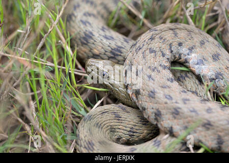 Biscia tassellata (Natrix tessellata) Foto Stock