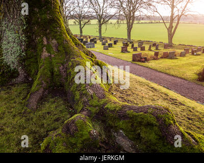 Vecchio albero, cimitero sullo sfondo Foto Stock