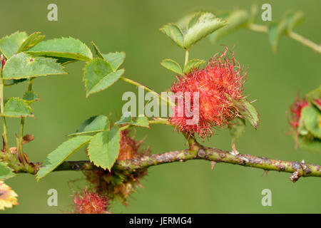 Robin's cuscino Pin Gall - Diplolepis rosae, su rosa canina - Rosa canina Foto Stock