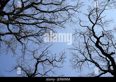 Treetops di querce senza foglie in inverno Foto Stock