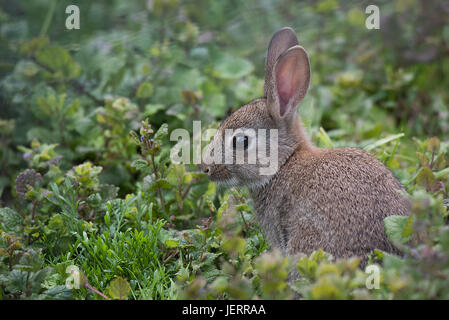 Un profilo laterale ritratto di una giovane coniglio selvatico seduto in un campo cercando alert Foto Stock