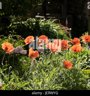 Papaveri e Alliums in un southern English Country Garden Foto Stock