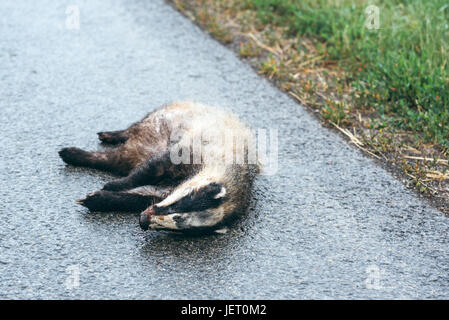 Badger morti sulla strada, il fuoco selettivo Foto Stock