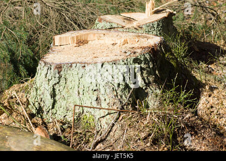 Monconi da abbattuti gli alberi in una foresta di pini Foto Stock