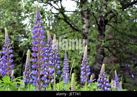 Fioritura di lupini, Lupinus polyphyllus, conosciuto anche come grande lasciato o big-lasciava di lupino. Foto Stock