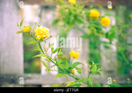 La Kerria japonica è in pieno svolgimento, molla Ucraina Foto Stock