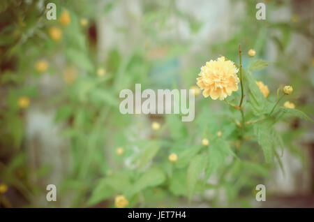 La Kerria japonica è in pieno svolgimento, molla Ucraina Foto Stock