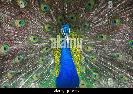 Peafowl indiano o peafowl blu maschio (peacock) visualizzazione Foto Stock