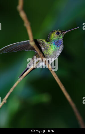 Gli uccelli da Panama blu Chested Hummingbird Foto Stock