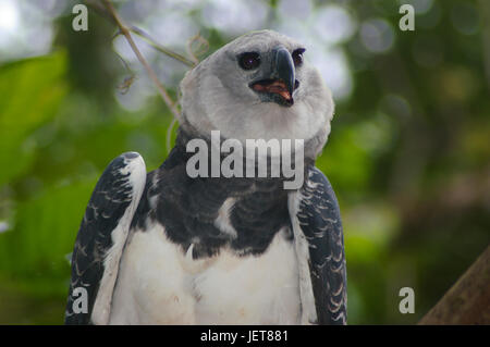 Gli uccelli da Panama Arpia Aquila uccello nazionale di Panama Foto Stock