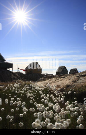 La Groenlandia, Uummannaq, case, rocce, prato, erba di cotone, Eriophorum spec., luce posteriore, nel nord della Groenlandia, l'Artico, estate, vegetazione, botanica, erba, piante, canne di erba, manicotti di fiori, natura, Riva, costa, paesaggi, esterno, deserte, case in legno, case residenziali, architettura Sun, Sunray, Foto Stock