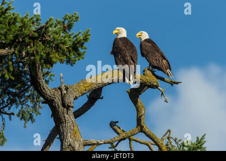 Aquila calva coppia appollaiato su albero affacciato Robert's Bay-Sidney, British Columbia, Canada. Foto Stock