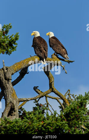Aquila calva coppia appollaiato su albero affacciato Robert's Bay-Sidney, British Columbia, Canada. Foto Stock