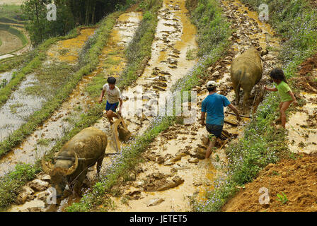 Asia, Vietnam, operaio agricolo su un campo di riso, Foto Stock