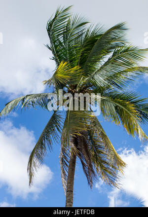 Palm tree al vento Foto Stock