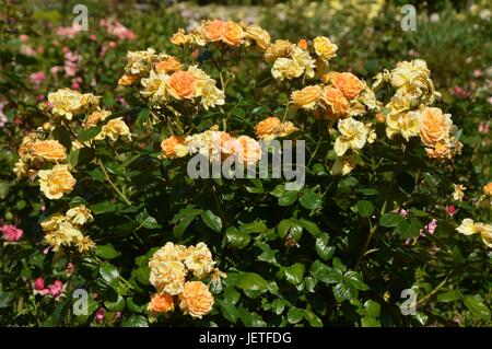 Le rose impressioni da IGA Berlin 2017, Esposizione Florovivaistica Internazionale Berlino dal Giugno 18, 2017, Germania Foto Stock