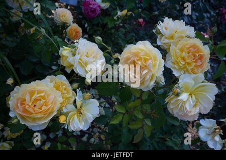 Le rose impressioni da IGA Berlin 2017, Esposizione Florovivaistica Internazionale Berlino dal Giugno 18, 2017, Germania Foto Stock