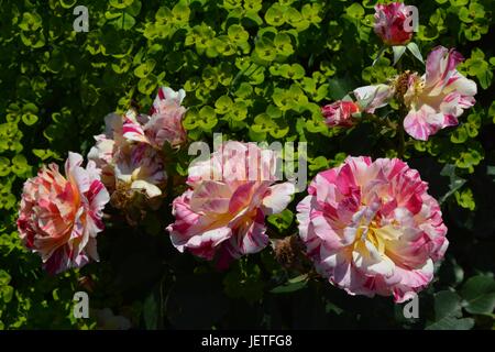 Le rose impressioni da IGA Berlin 2017, Esposizione Florovivaistica Internazionale Berlino dal Giugno 18, 2017, Germania Foto Stock